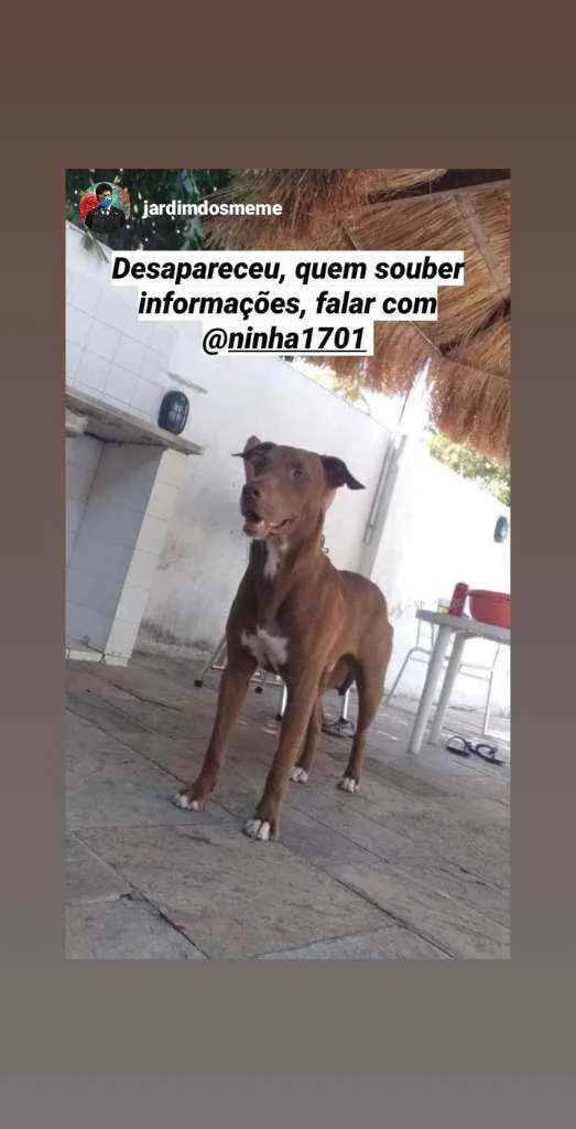 Cachorro ra a Pitubul com labrador idade 1 ano nome Freed