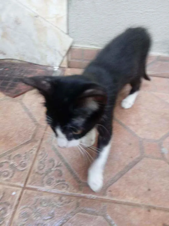 Gato ra a Desconhecido idade 2 a 6 meses nome João e Maria