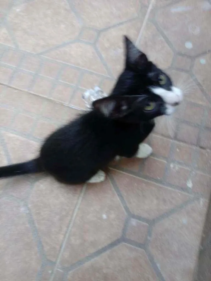 Gato ra a Desconhecido idade 2 a 6 meses nome João e Maria