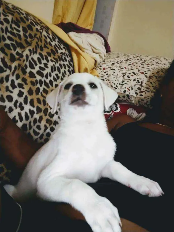 Cachorro raça Vira lata idade 2 a 6 meses nome Bob