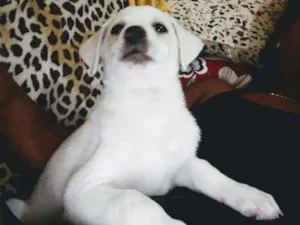Cachorro raça Vira lata idade 2 a 6 meses nome Bob