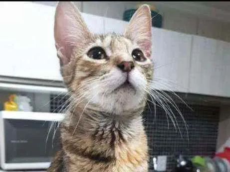 Gato ra a SRD idade 2 a 6 meses nome Rajadinha
