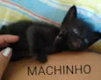 Gatinhos