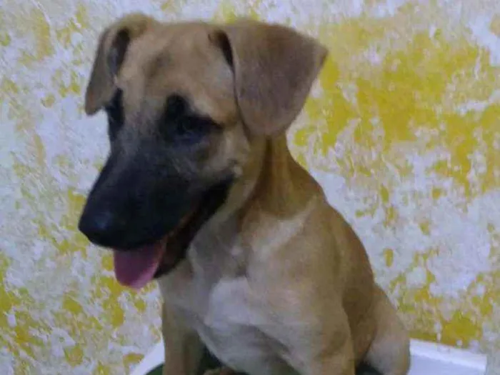 Cachorro ra a Sem raça definida idade 2 a 6 meses nome Doby