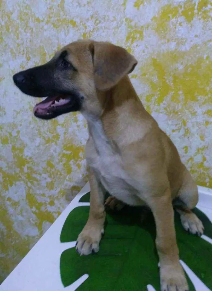 Cachorro ra a Sem raça definida idade 2 a 6 meses nome Doby