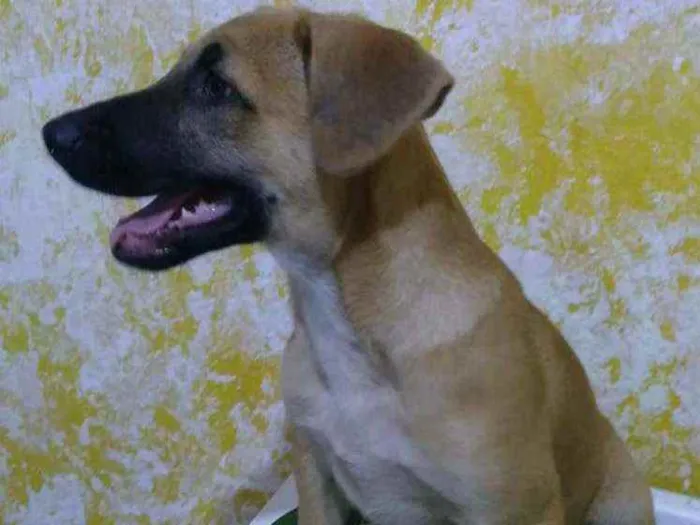 Cachorro ra a Sem raça definida idade 2 a 6 meses nome Doby