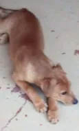 Dino