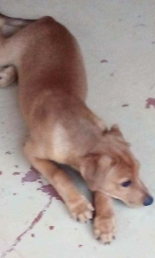 Cachorro ra a Sem raça definida idade 2 a 6 meses nome Dino