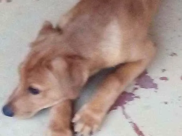 Cachorro ra a Sem raça definida idade 2 a 6 meses nome Dino