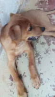 Dino