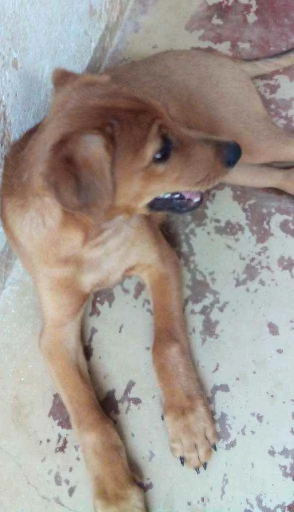 Cachorro ra a Sem raça definida idade 2 a 6 meses nome Dino