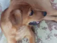 Dino