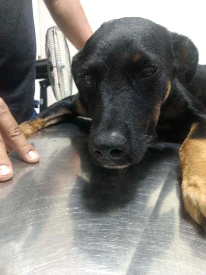 Cachorro raça Rottweiler ( misturado) idade 2 a 6 meses nome Negão