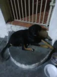 Negão