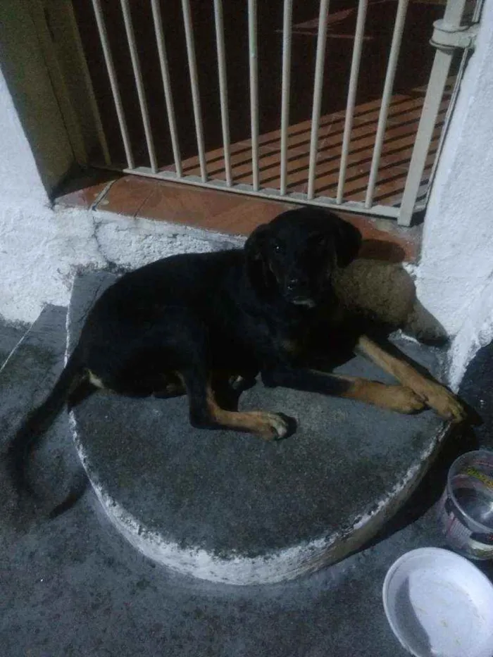 Cachorro raça Rottweiler ( misturado) idade 2 a 6 meses nome Negão