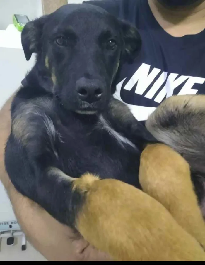 Cachorro raça Rottweiler ( misturado) idade 2 a 6 meses nome Negão