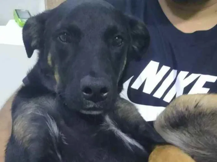 Cachorro raça Rottweiler ( misturado) idade 2 a 6 meses nome Negão