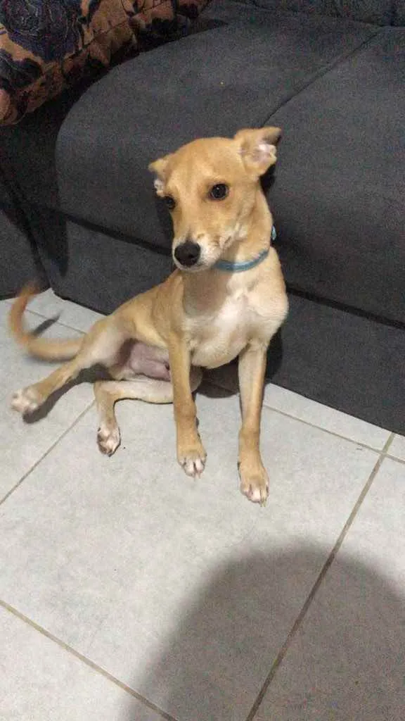 Cachorro ra a SRD idade 2 a 6 meses nome Tobby 