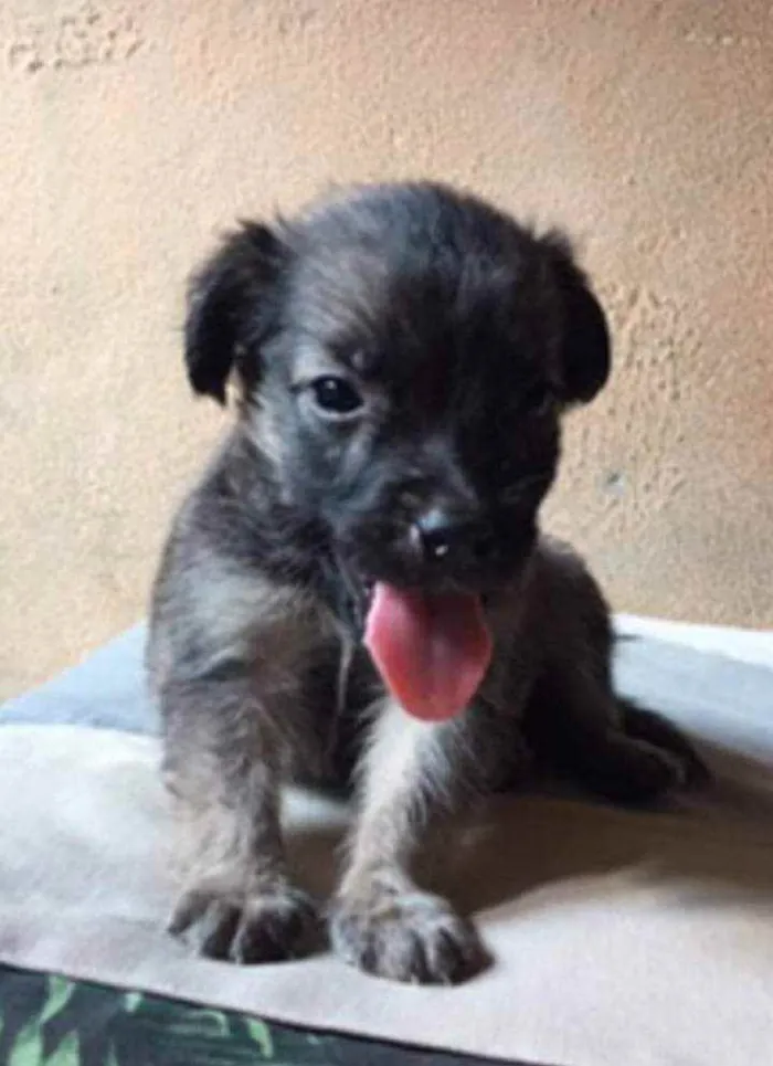 Cachorro ra a SRD idade Abaixo de 2 meses nome Chokito