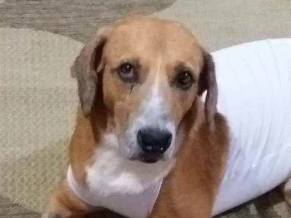 Cachorro ra a SRD idade 6 ou mais anos nome Nino