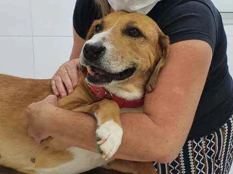 Cachorro ra a SRD idade 6 ou mais anos nome Nino