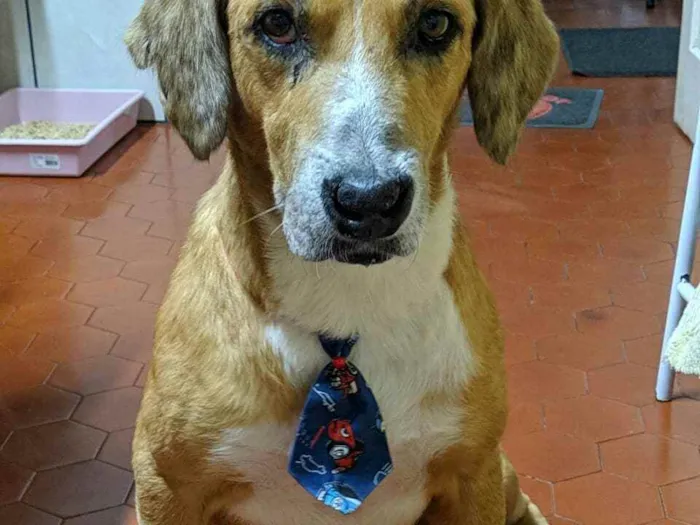 Cachorro ra a SRD idade 6 ou mais anos nome Nino
