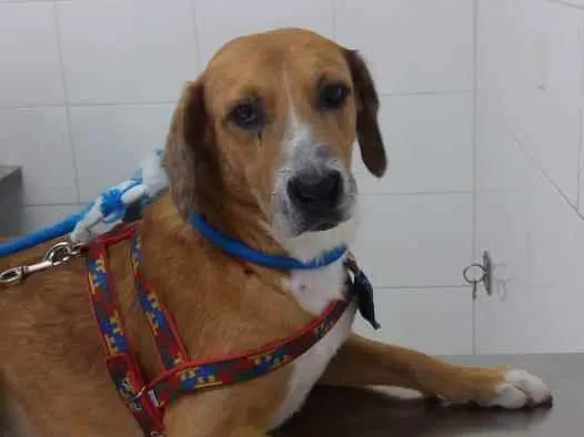 Cachorro ra a SRD idade 6 ou mais anos nome Nino