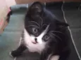 Gatinhos