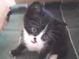Gatinhos