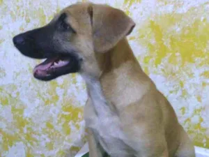 Cachorro raça Sem raça definida idade 2 a 6 meses nome Doby