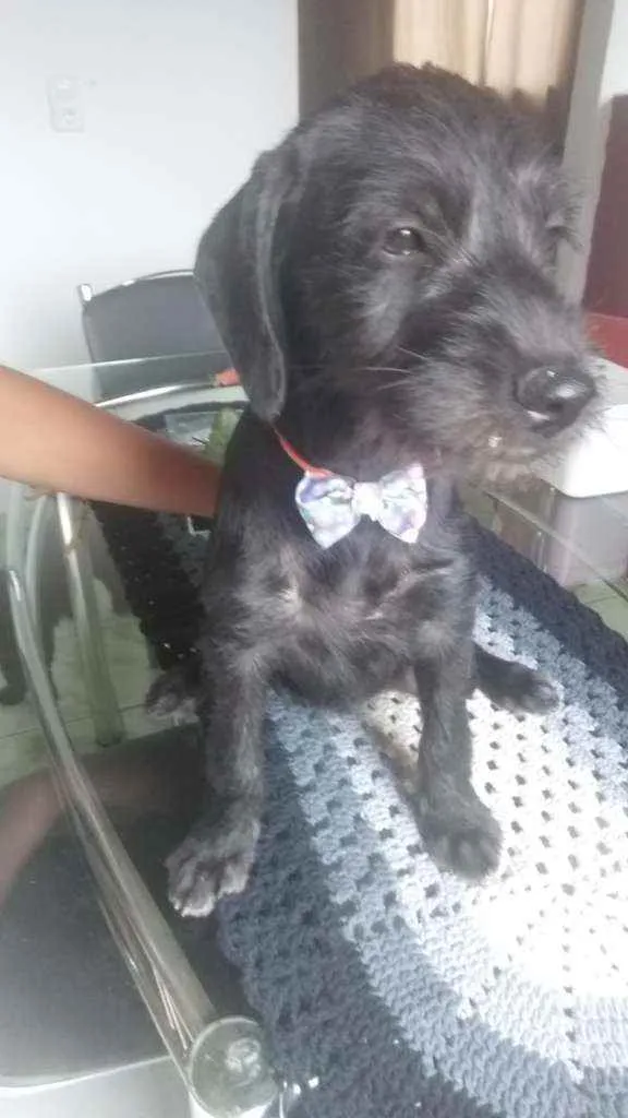 Cachorro raça Mestiço/poodle com vira lata idade 2 a 6 meses nome Laura