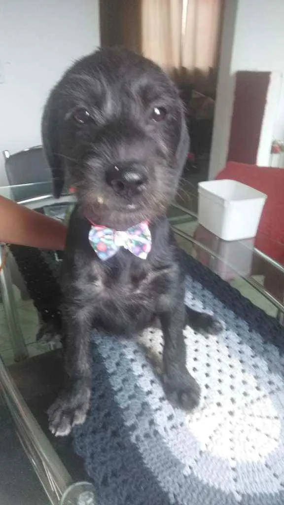 Cachorro raça Mestiço/poodle com vira lata idade 2 a 6 meses nome Laura
