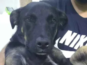 Cachorro raça Rottweiler ( misturado) idade 2 a 6 meses nome Negão