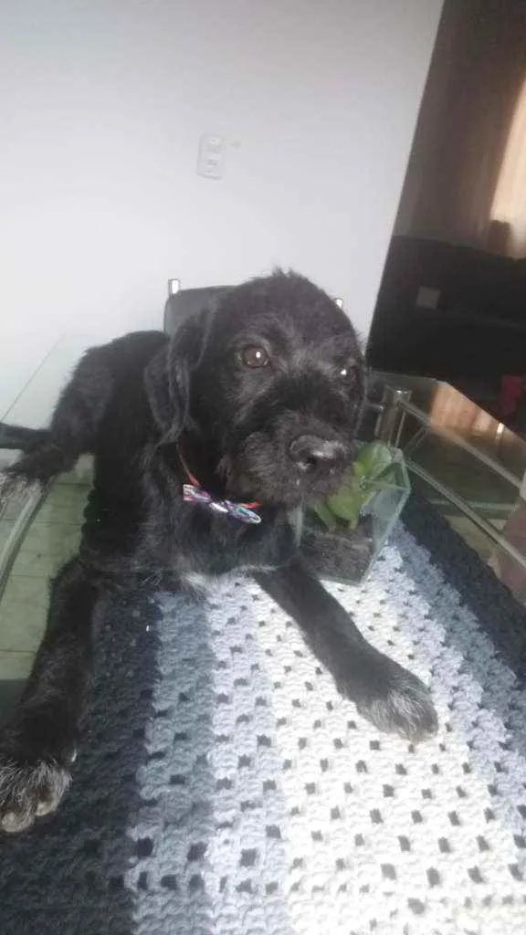 Cachorro raça Mestiço/poodle com vira lata idade 2 a 6 meses nome Mel