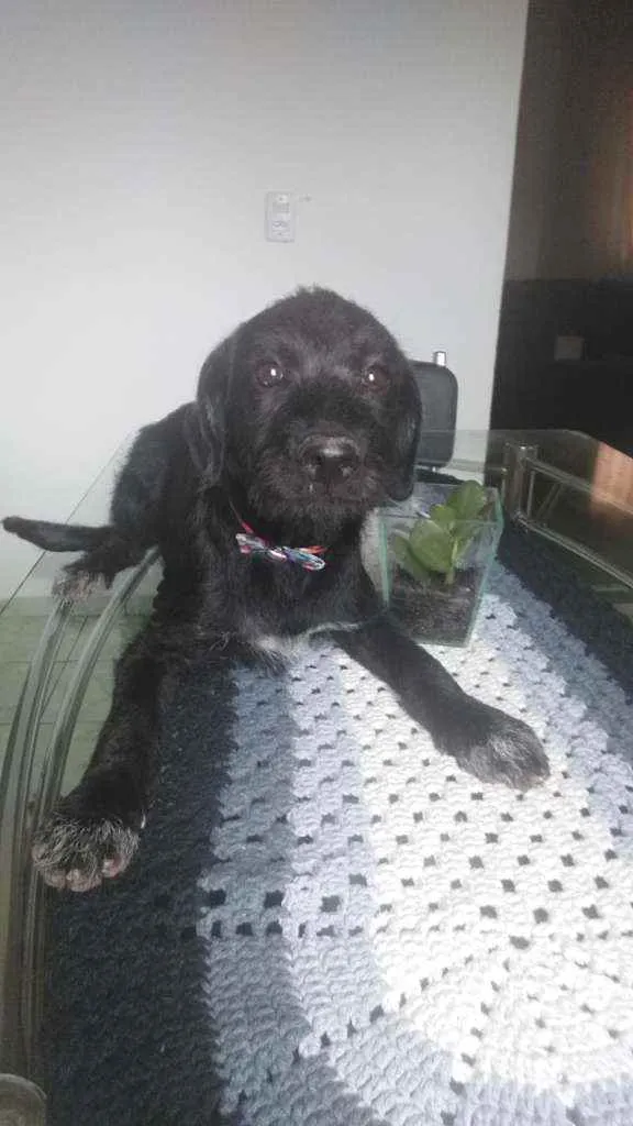 Cachorro raça Mestiço/poodle com vira lata idade 2 a 6 meses nome Mel