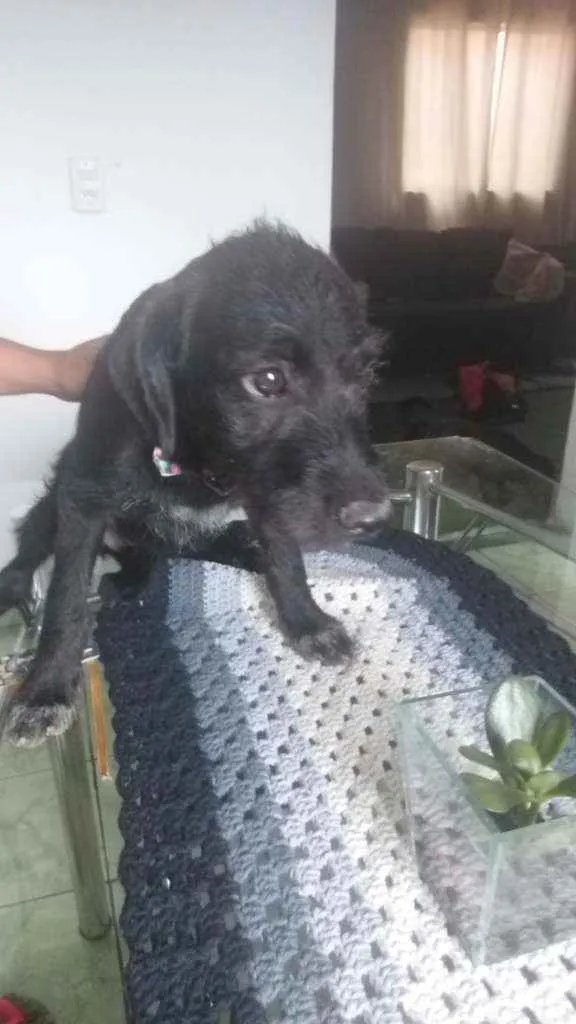 Cachorro raça Mestiço/poodle com vira lata idade 2 a 6 meses nome Mel