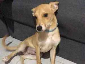 Cachorro raça SRD idade 2 a 6 meses nome Tobby 