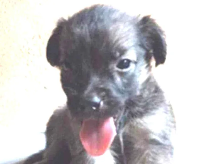 Cachorro ra a SRD idade Abaixo de 2 meses nome Chokito