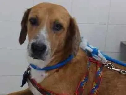 Cachorro ra a SRD idade 6 ou mais anos nome Nino