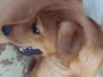 Dino