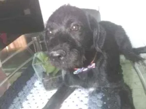 Cachorro raça Mestiço/poodle com vira lata idade 2 a 6 meses nome Mel