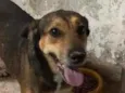 Cachorro raça SRD-ViraLata idade 2 anos nome LUVINHA