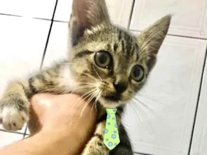 Gato raça SRD idade 2 a 6 meses nome João 