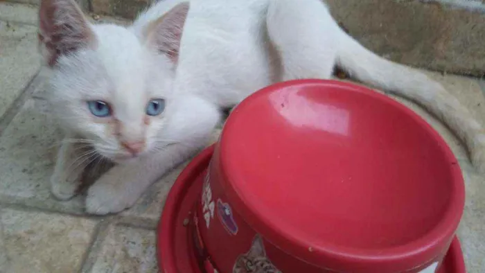 Gato ra a Comum idade 2 a 6 meses nome NEVE