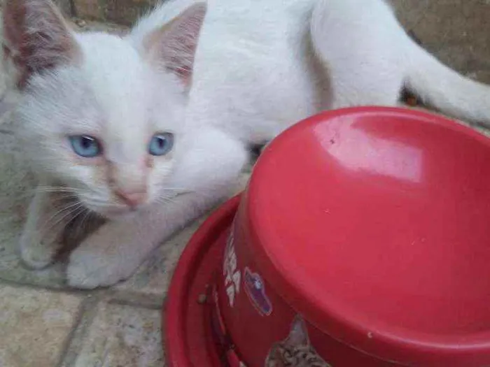 Gato ra a Comum idade 2 a 6 meses nome NEVE