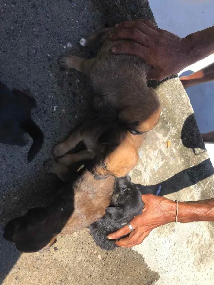 Cachorro ra a indefinida  idade Abaixo de 2 meses nome indefinido 