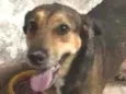 Cachorro raça SRD-ViraLata idade 2 anos nome LUVINHA