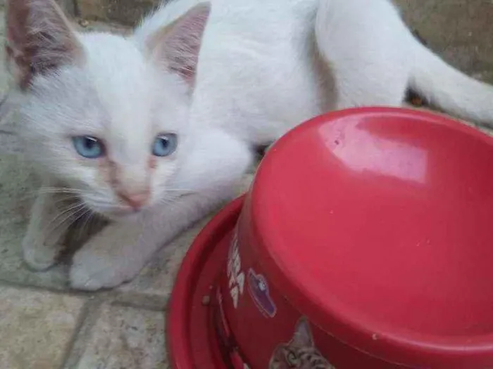Gato ra a Comum idade 2 a 6 meses nome NEVE