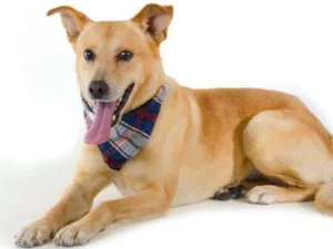 Cachorro raça SRD-ViraLata idade 3 anos nome Caramelo