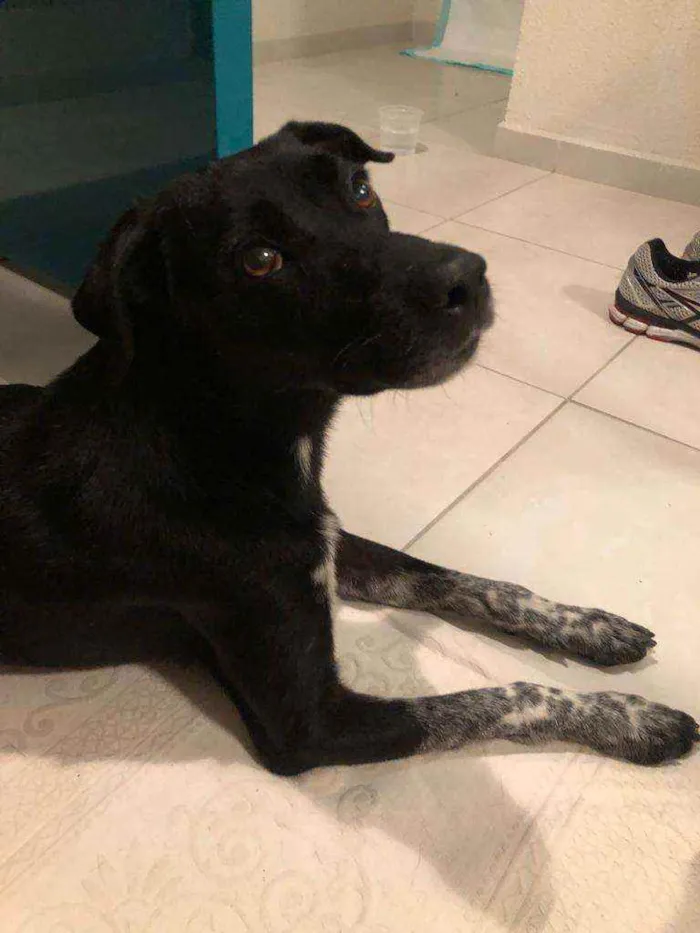 Cachorro raça SRD idade 2 anos nome César